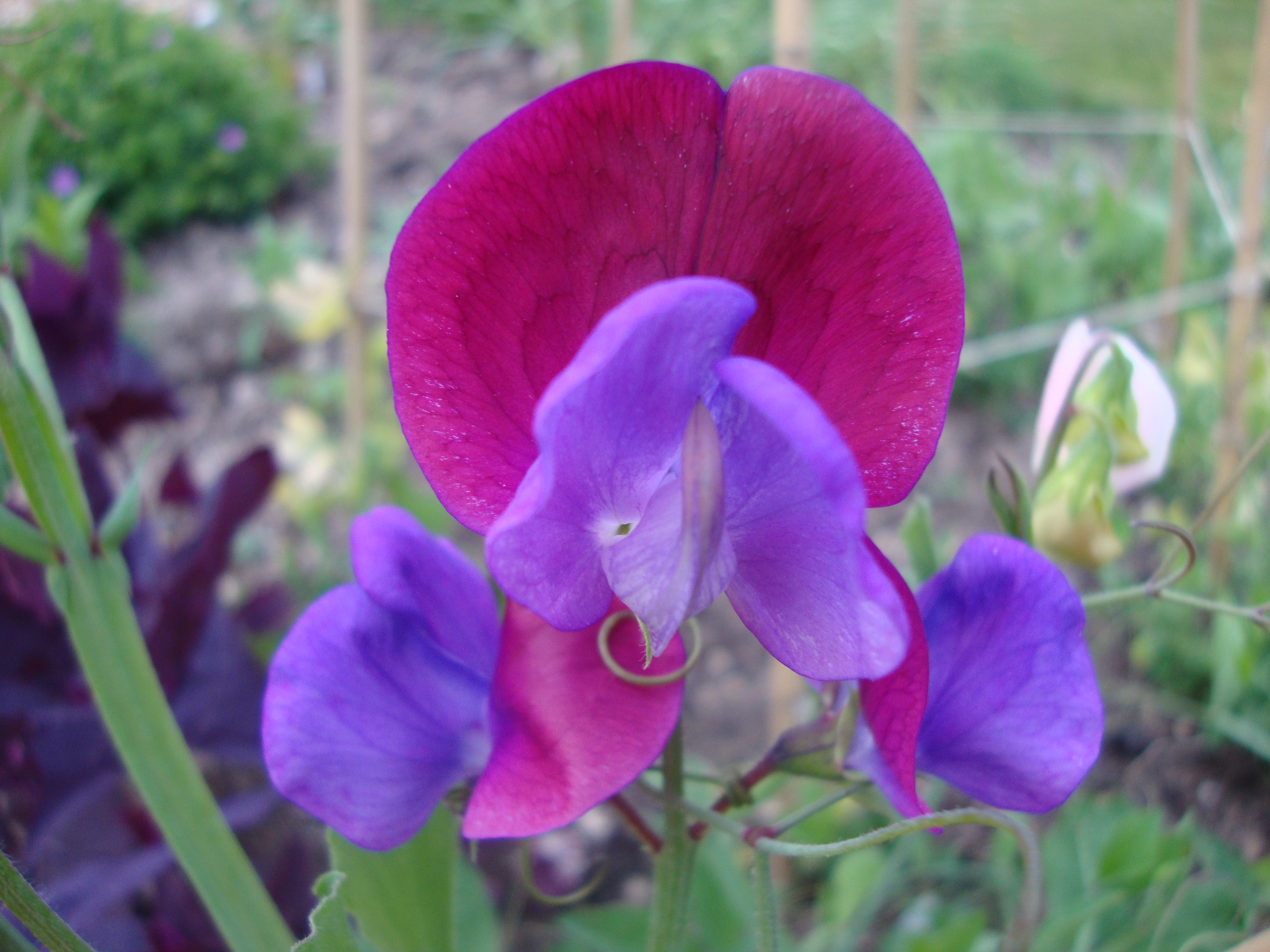 First Sweet Pea Flower
